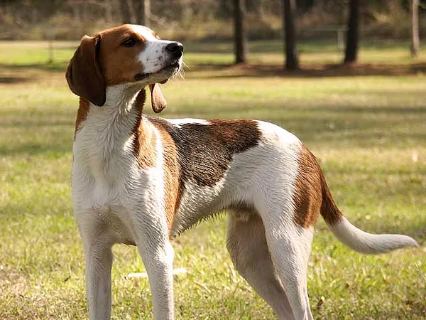 A Treeing Walker Coonhound