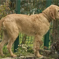 Basset Fauve de Bretagne, picture 10 of 10
