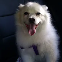American Eskimo Dog, picture 8 of 10