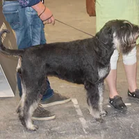 Giant Schnauzer, picture 4 of 8