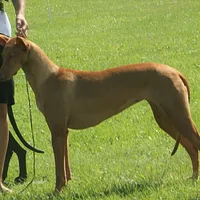 Pharaoh Hound, picture 5 of 8