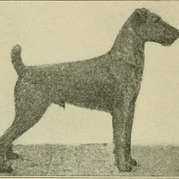 Irish Terrier, picture 6 of 8