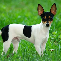 Toy Fox Terrier, picture 1 of 10