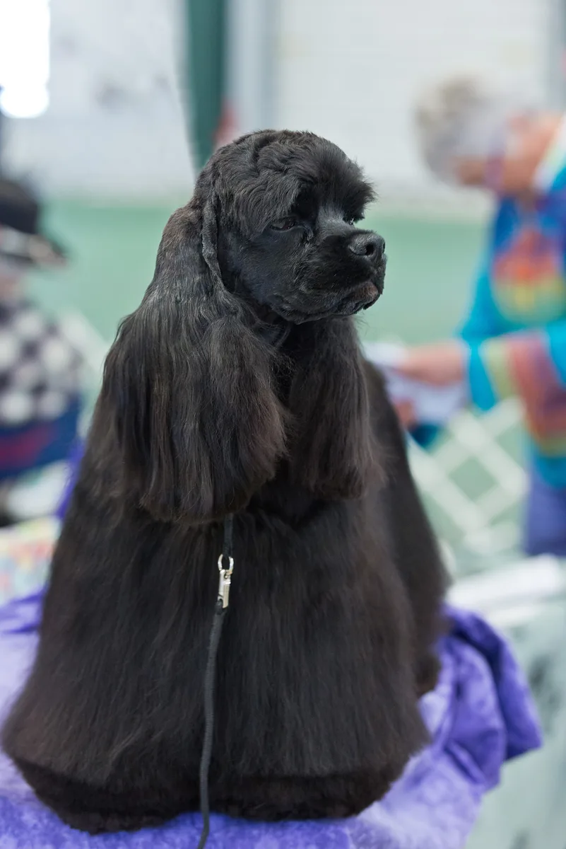 Cocker Spaniel