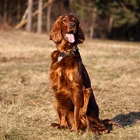 Irish Setter, picture 2 of 7