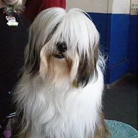 Bearded Collie