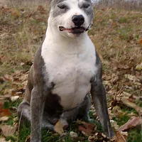 American Staffordshire Terrier, picture 7 of 10