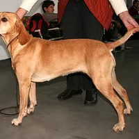 Portuguese Pointer, picture 5 of 6