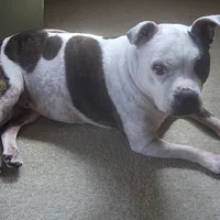 Staffordshire Bull Terrier, picture 1 of 4