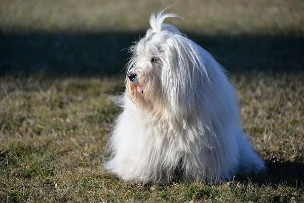 A Coton de Tulear