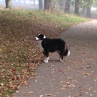 Bernese Mountain Dog, picture 10 of 10