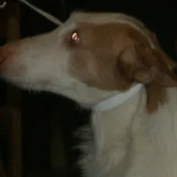 Ibizan Hound, picture 9 of 9