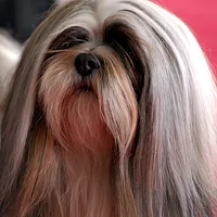 Lhasa Apso, picture 2 of 9