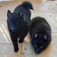 Schipperke, picture 8 of 8