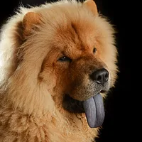 A Chow Chow dog