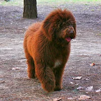 Spanish Water Dog, picture 3 of 9