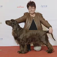 Field Spaniel