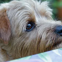 Norfolk Terrier, picture 5 of 10