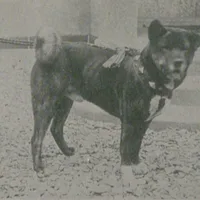 Akita