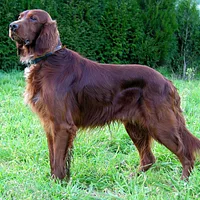A Irish Setter dog
