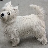 West Highland White Terrier, picture 1 of 8
