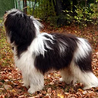Polish Lowland Sheepdog, picture 8 of 8