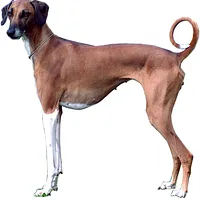 Azawakh