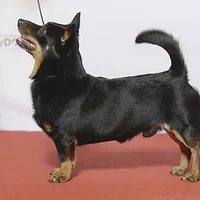 Lancashire Heeler, picture 3 of 8