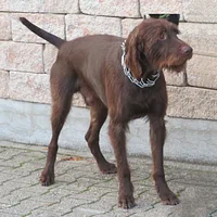 Pudelpointer, picture 2 of 6