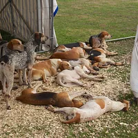 English Foxhound