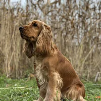 A English Cocker Spaniel dog