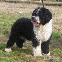 Spanish Water Dog, picture 2 of 9
