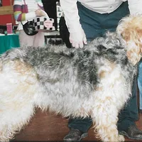 Otterhound, picture 8 of 8