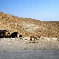 Sloughi, picture 7 of 9