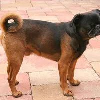 Brussels Griffon, picture 3 of 8