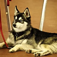 Alaskan Klee Kai