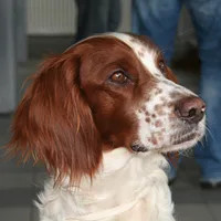 Irish Red and White Setter, picture 2 of 10