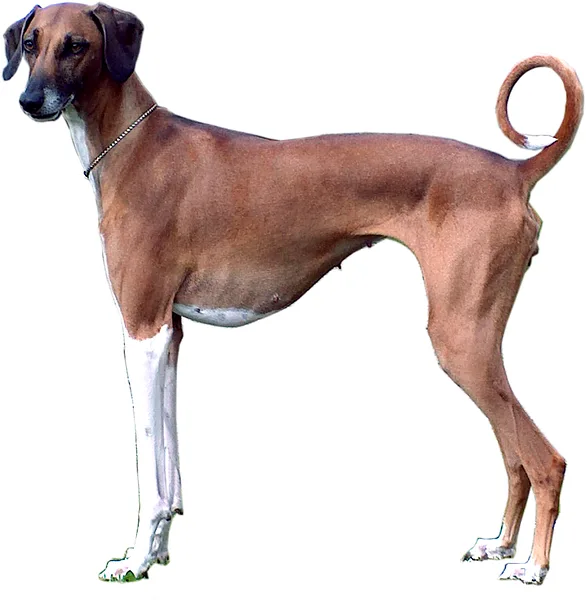 A Azawakh