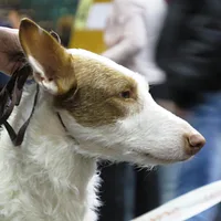 Ibizan Hound, picture 5 of 9
