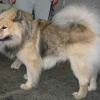 Eurasier, picture 5 of 8