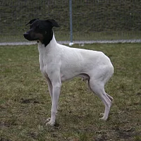 Japanese Terrier, picture 2 of 10