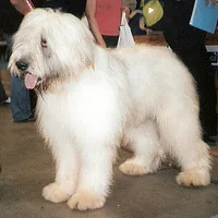 Romanian Mioritic Shepherd Dog, picture 4 of 8