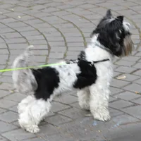 Biewer Terrier, picture 8 of 9