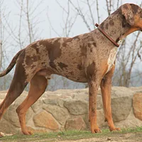 Catahoula Leopard Dog