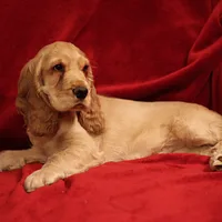 Welsh Springer Spaniel, picture 6 of 10
