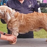 Basset Fauve de Bretagne