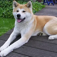 Japanese Akitainu, picture 1 of 7