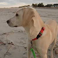 Mountain Cur, picture 3 of 4