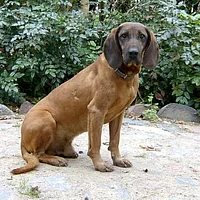 Bavarian Mountain Scent Hound, picture 1 of 3