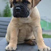 Bullmastiff, picture 8 of 10